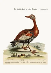 Hvízdavá kachna rudozobá, 1749-73
